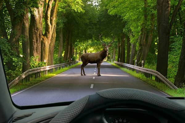 Deer in road