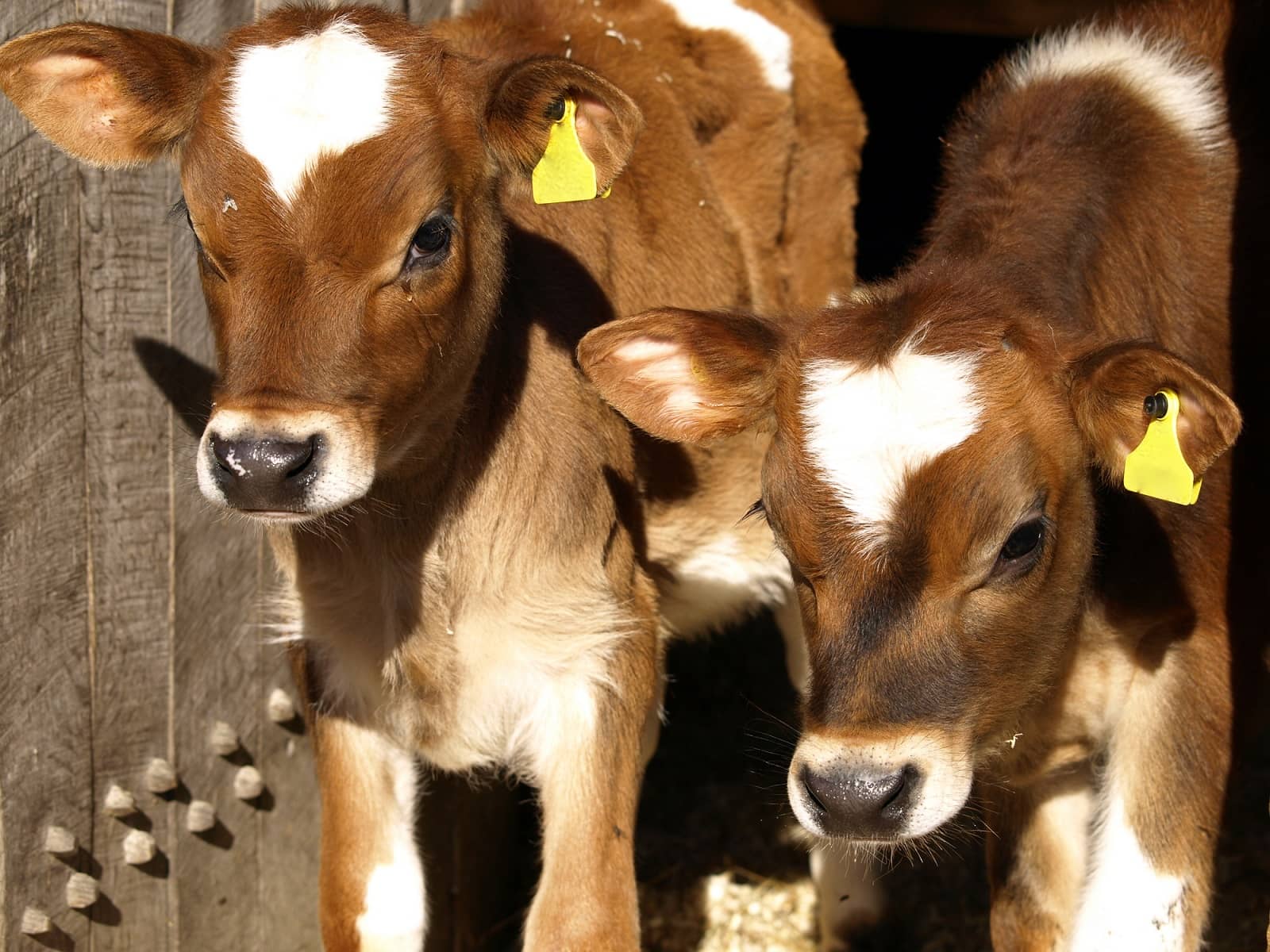 cattle farm