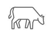 cattle