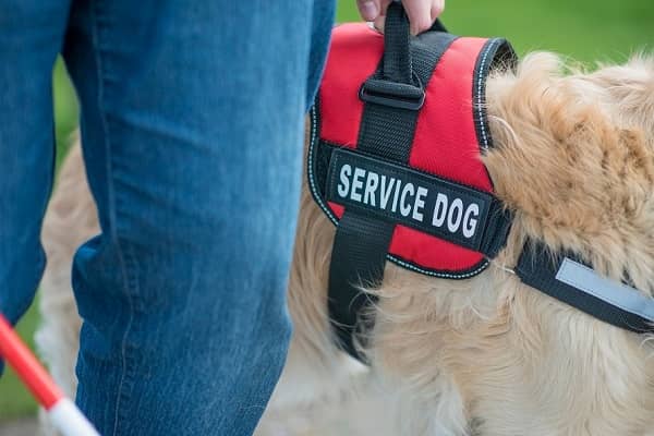 Service animal