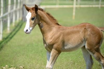 Foal