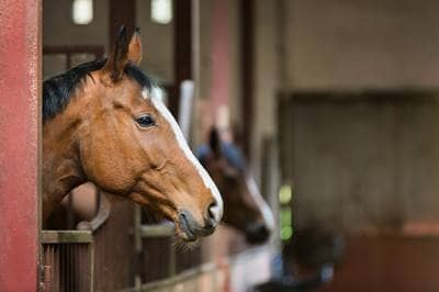 horse in stable