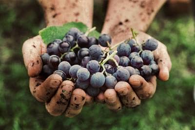 Hands holding grapes